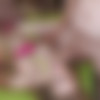 [PuzzyFun.com] Nikki Riddle (How fantastically horny, Nikki Riddle back with her porn family at PuzzyFun.(          PuzzyFun)) [2022-11-10, Anal Sex, Blow Job, GangbangTwitterPinterestFacebook] [484p] thumb
