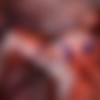 [TransMidnight.com] Memphi Hart / Pale Beauty Memphi Hart Loves BBC Bareback (19 Feb 2024) [2024 ., Shemale, Hardcore, Anal, BBC, Interracial, Bareback, 1080p, SiteRip] thumb