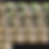 FTV Girls megapack thumb